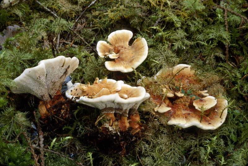 Hydnellum aurantiacum